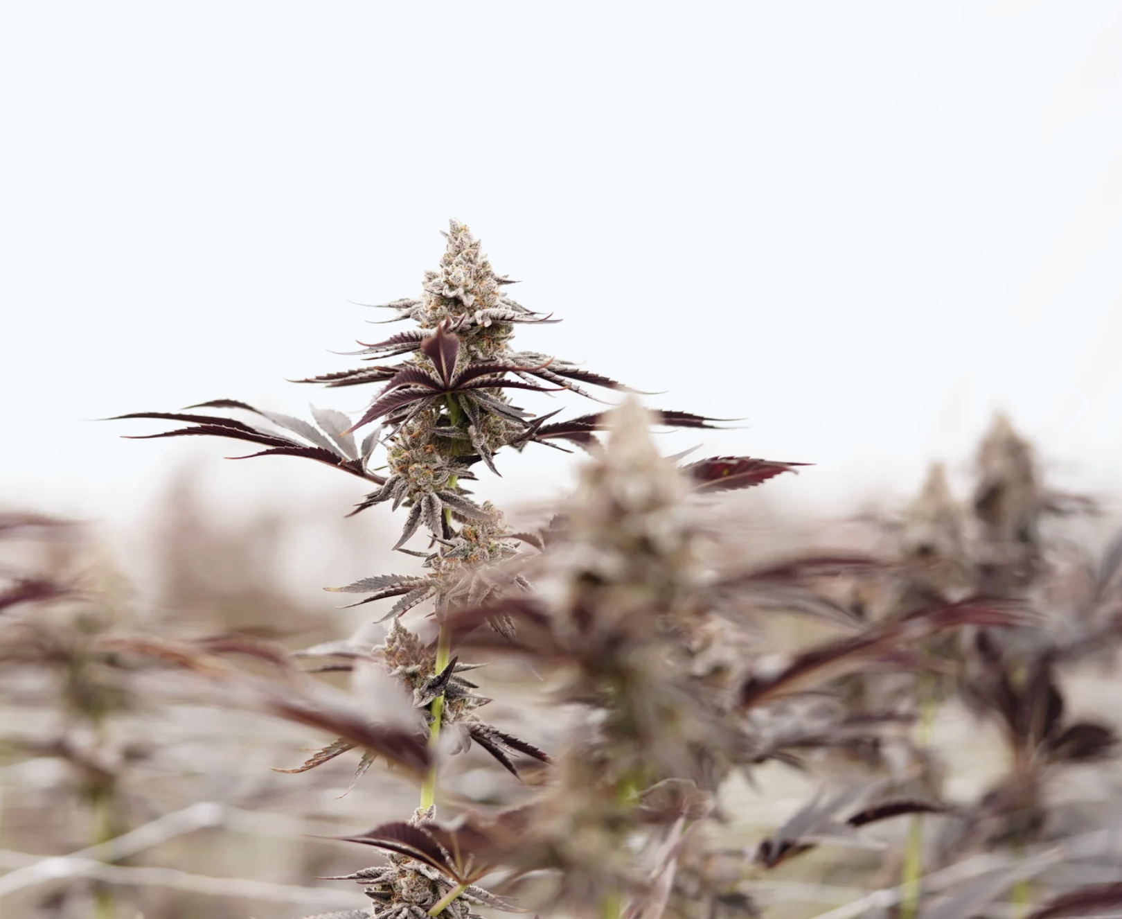 Cannabis Concentrates | Oregrown (Portland) Cannabis Concentrates | Oregrown (Portland)